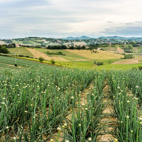 Natoora Large Spanish Garlic