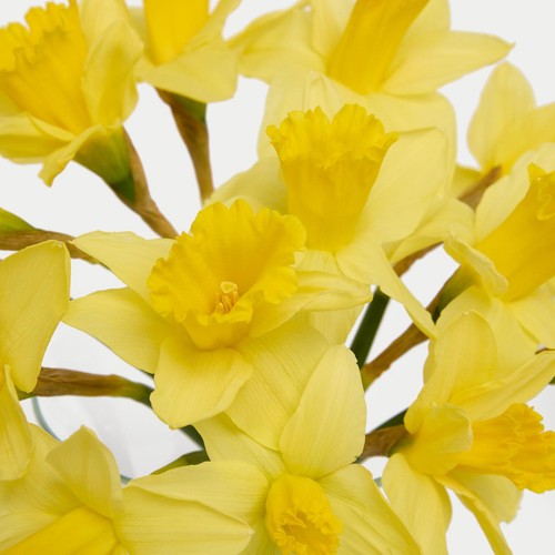 M&S British Daffodils