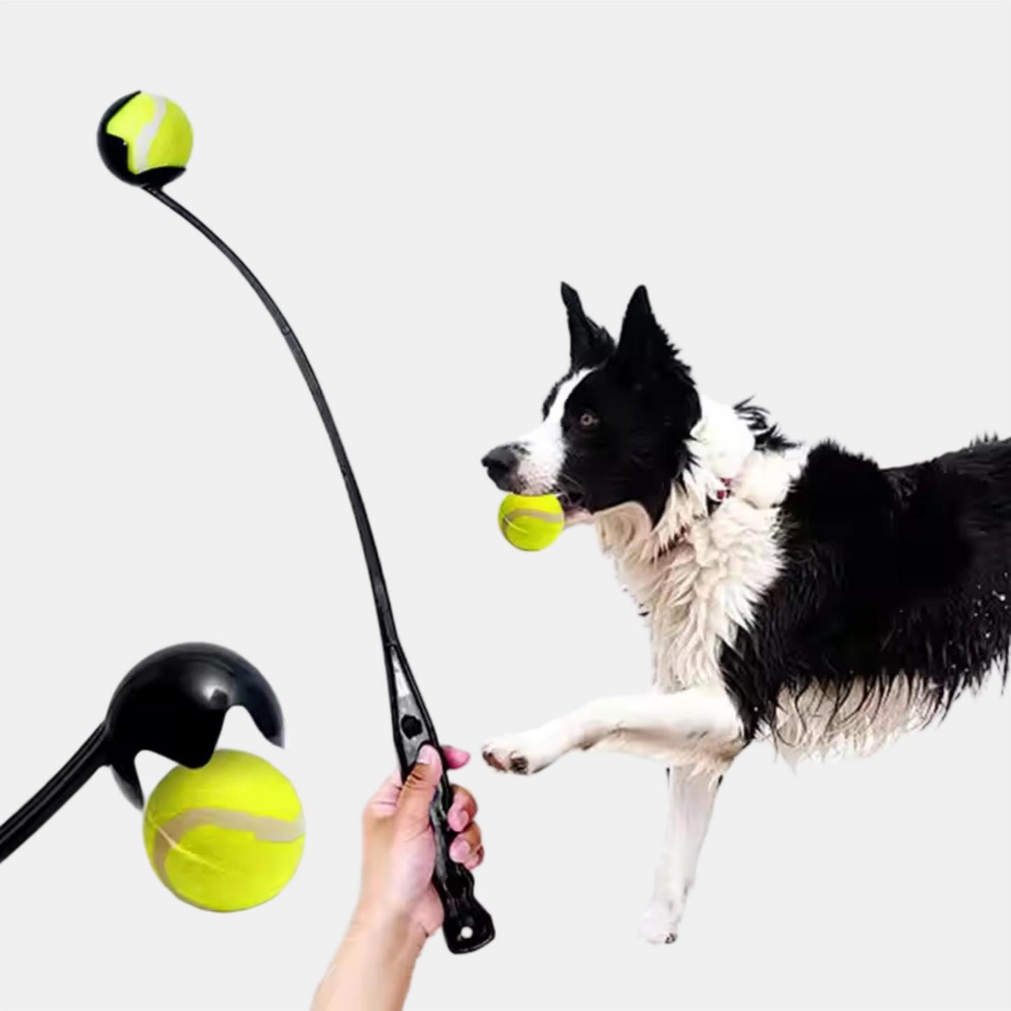 Waggy Tails Ball Launch