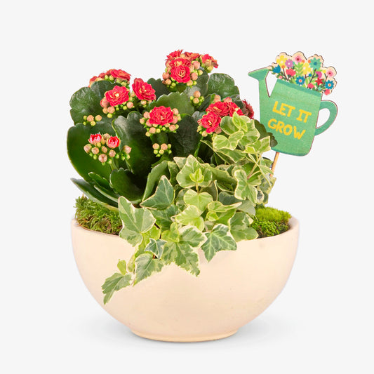 Kalanchoe & Ivy Plant