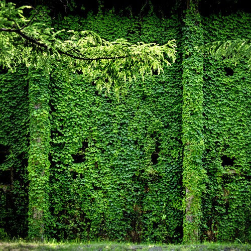 Hakushu Suntory Single Malt Japanese Whisky