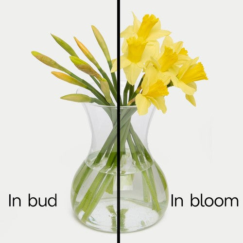 M&S British Daffodils