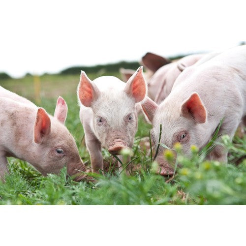 Packington Free Range Old English Sausage