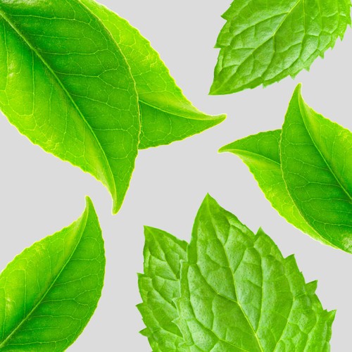 Herbal Essences Detox White Tea & Mint Shampoo