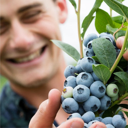 BerryWorld Blueberries