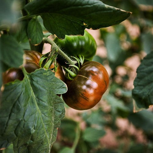Natoora Spanish Black Iberiko Winter Tomatoes