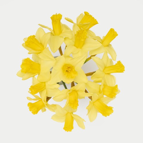 M&S British Daffodils