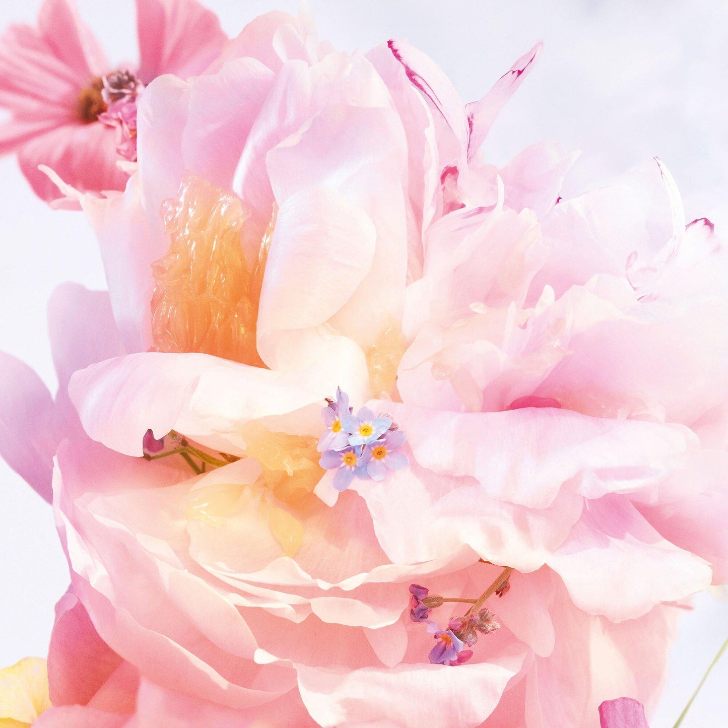 DIOR Miss Dior Blooming Bouquet Mini Miss Solid Perfume