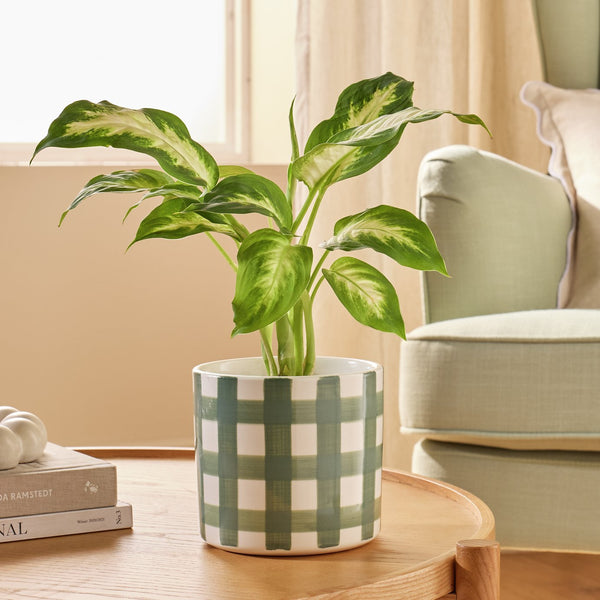Argos Home Green Gingham Ceramic Planter