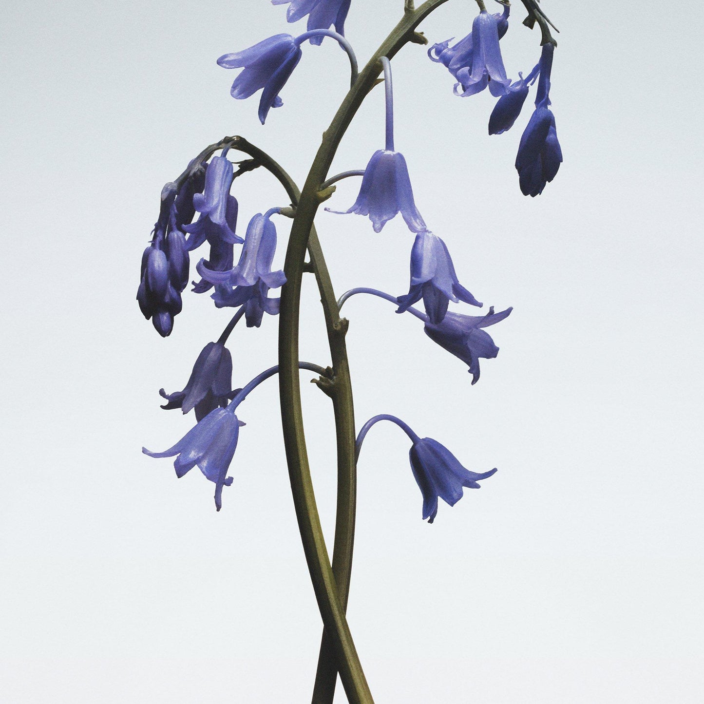 Jo Malone London Wild Bluebell Hand Cream 50ml
