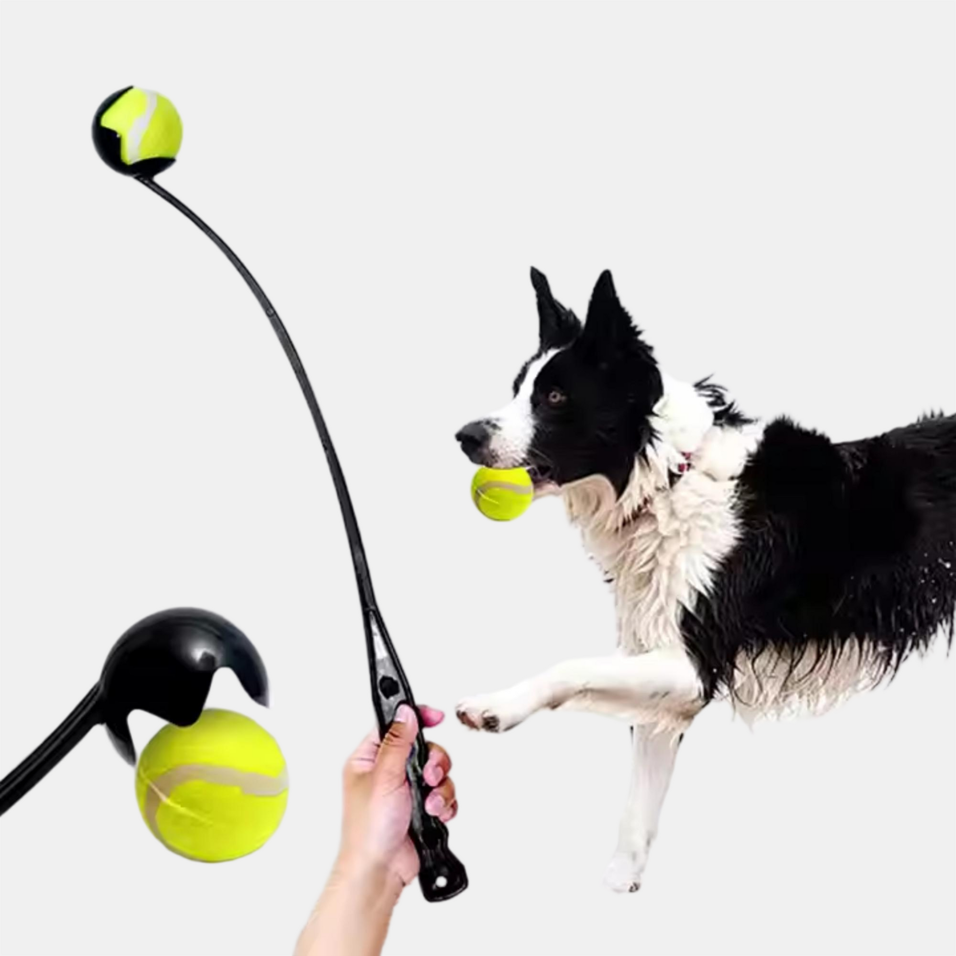 Waggy Tails Ball Launch