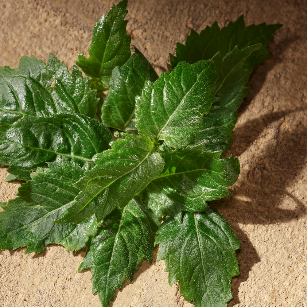 Dolce & Gabbana Devotion Men Eau De Parfum 50ml