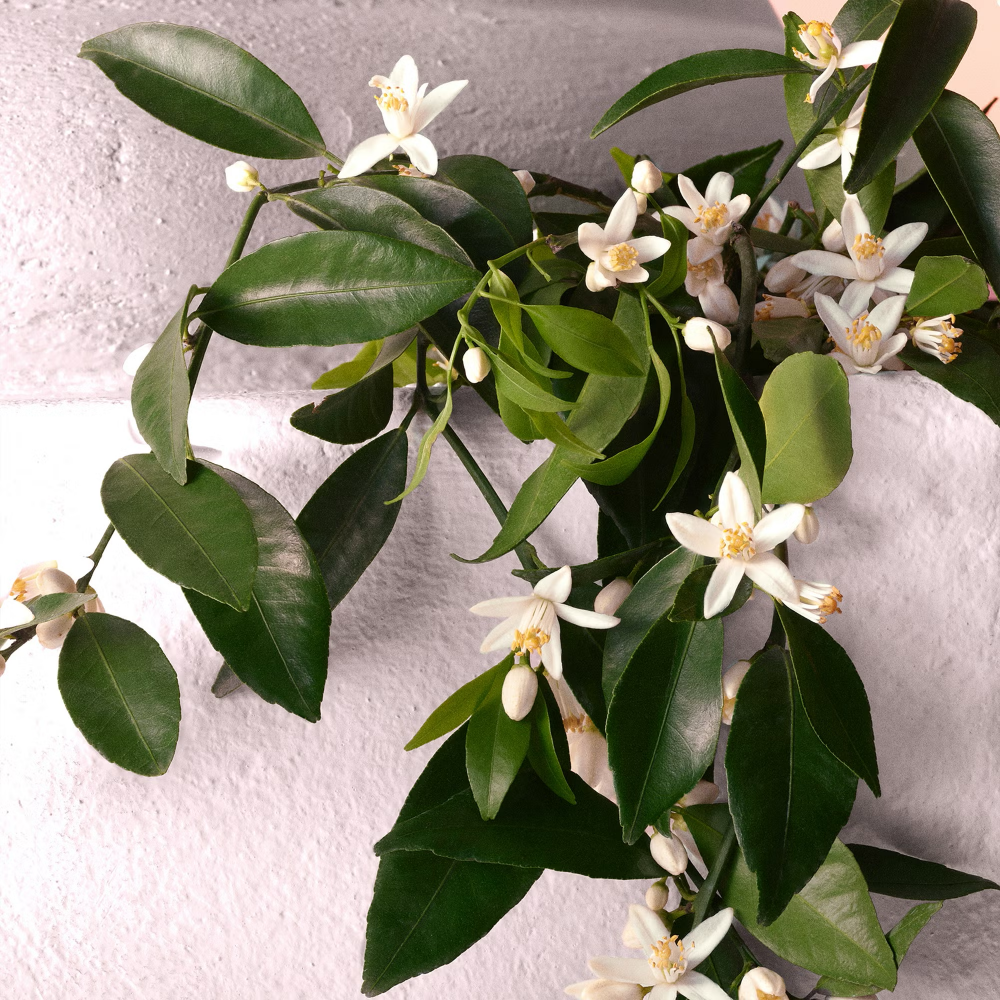 Dolce & Gabbana Devotion Intense Eau De Parfum 30ml