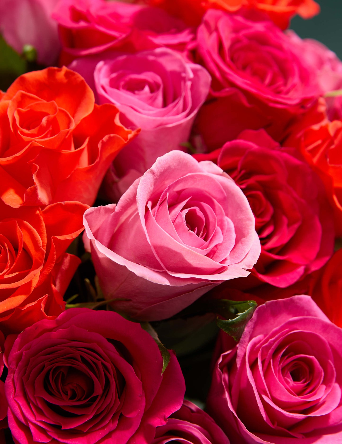 Radiant Rose Abundance Bouquet with Swiss Chocolates